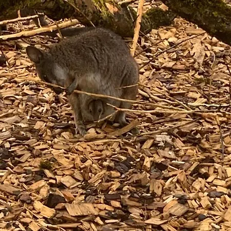 Guest house Schmiedhof