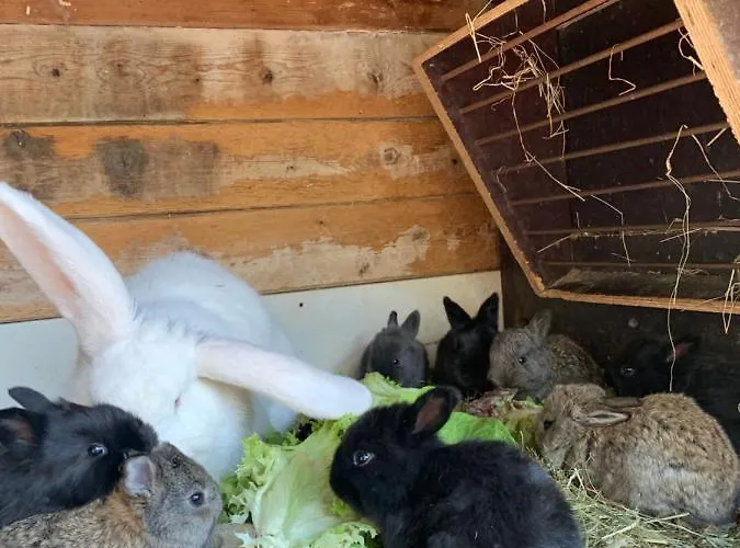 Schmiedhof * ستام