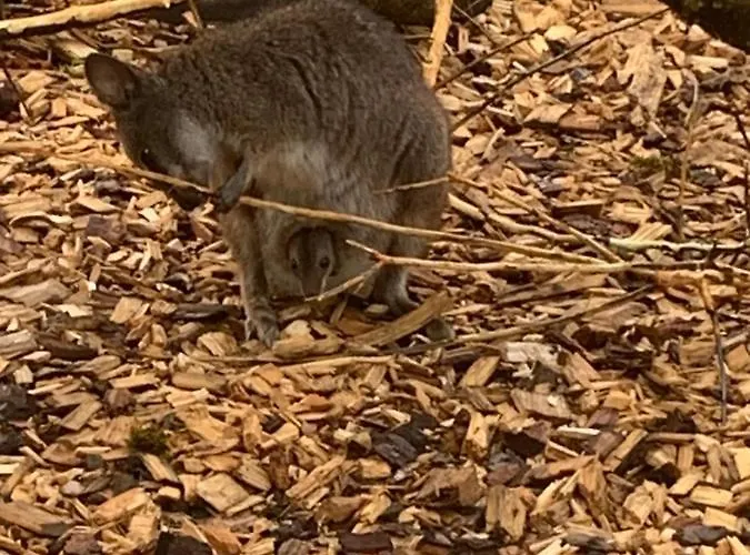 بيت ضيافة Schmiedhof