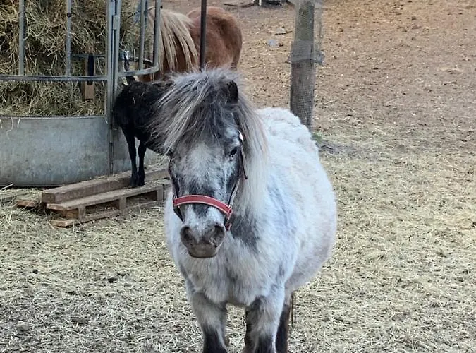 Πανσιόν Schmiedhof Stumm